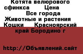 Котята велюрового сфинкса. .. › Цена ­ 15 000 - Все города Животные и растения » Кошки   . Красноярский край,Бородино г.